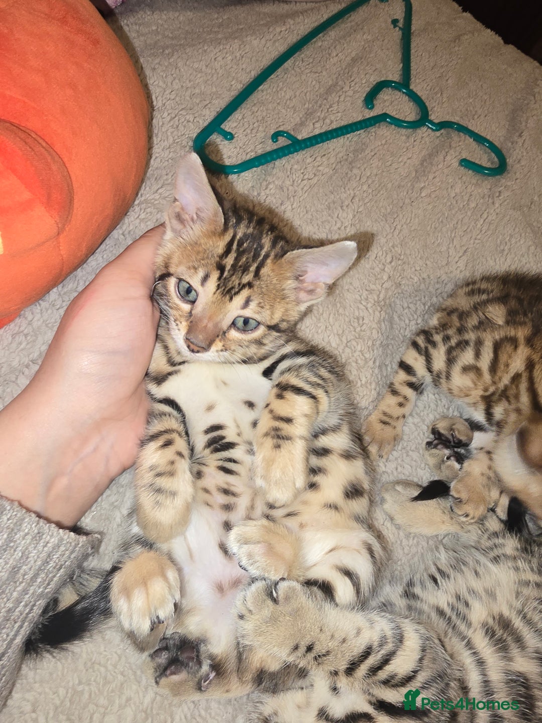 Bengal cats for sale: Bengal Kittens  - Image 11