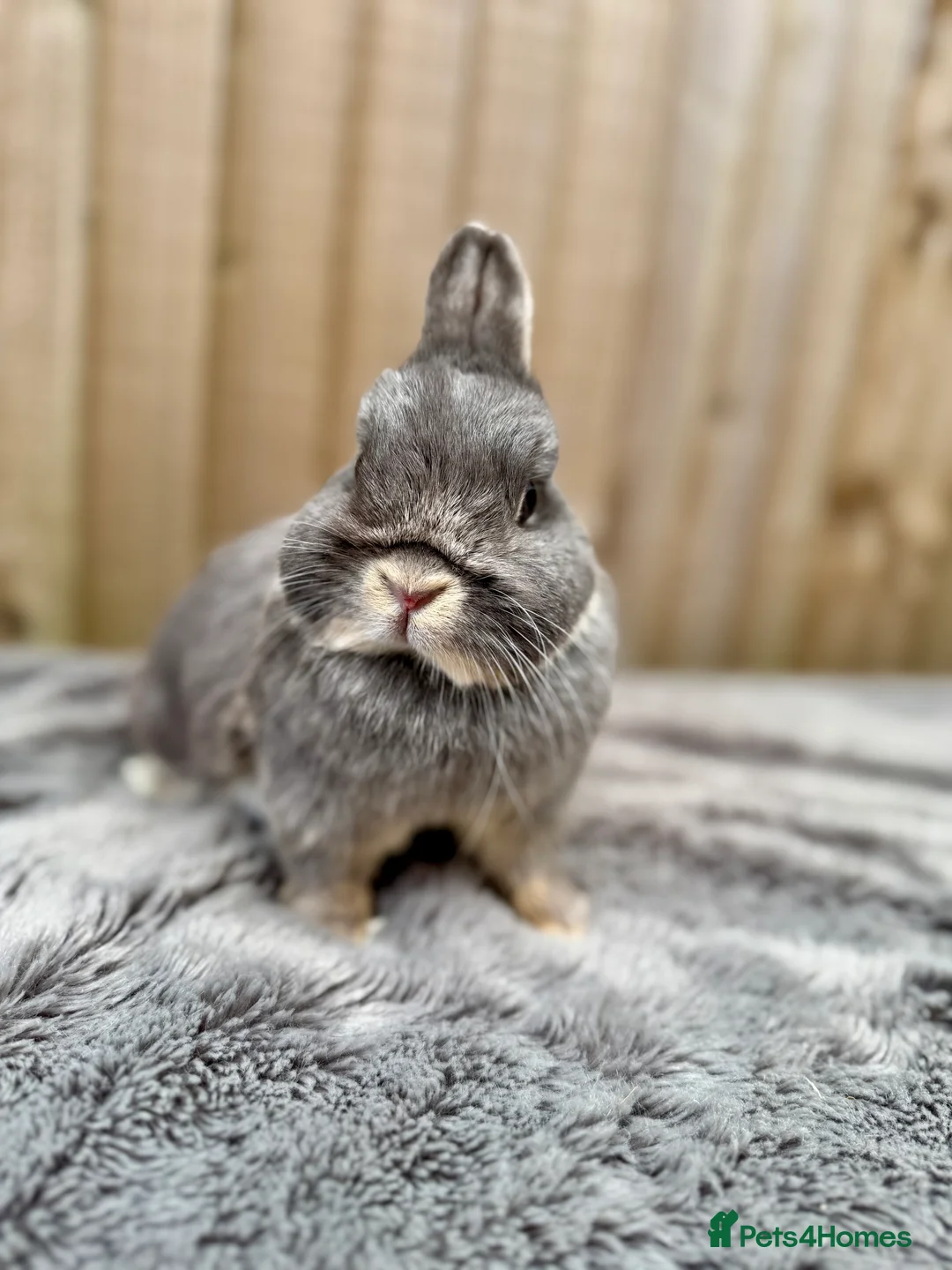 Netherland Dwarf rabbits for sale: Stunning netherland dwarfs  - Advert 2