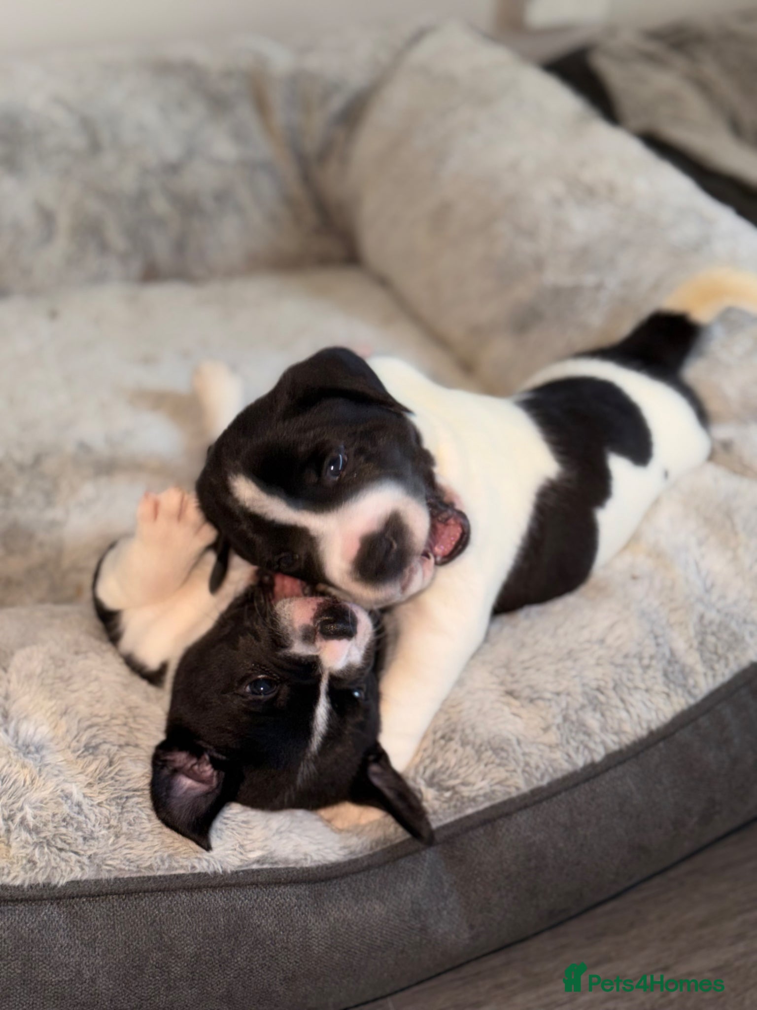 Staffordshire Bull Terrier dogs STUNNING CHUNKY STAFFY PUPPIES  - Advert 1