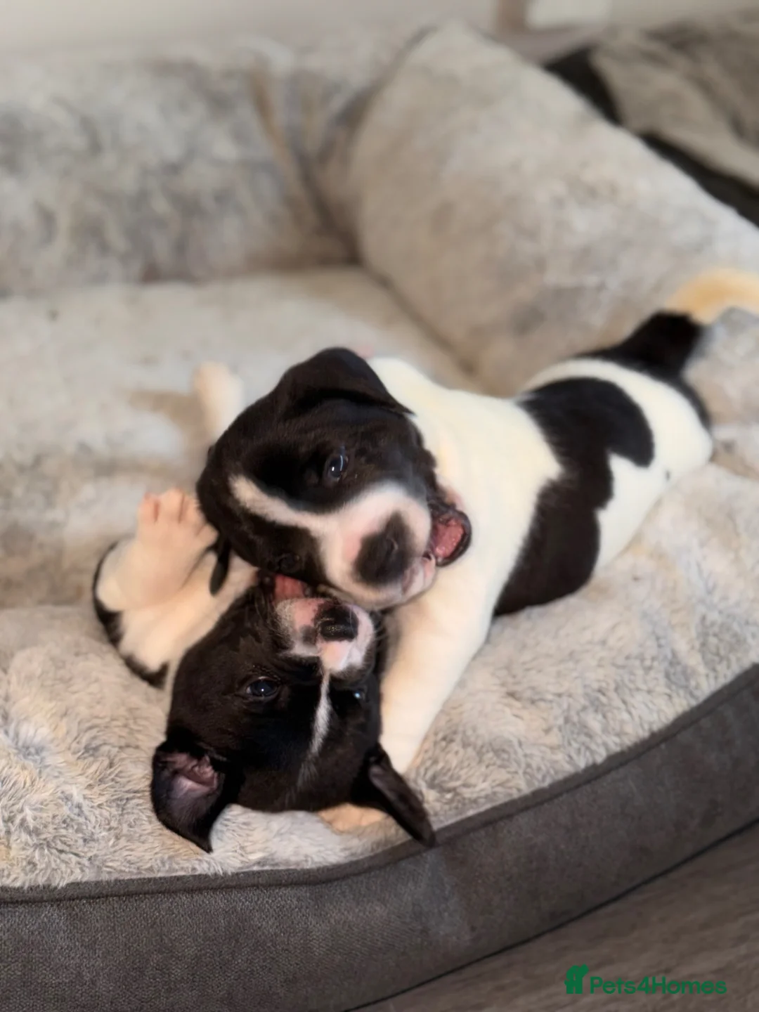 Staffordshire Bull Terrier dogs for sale: STUNNING CHUNKY STAFFY PUPPIES  - Advert 1