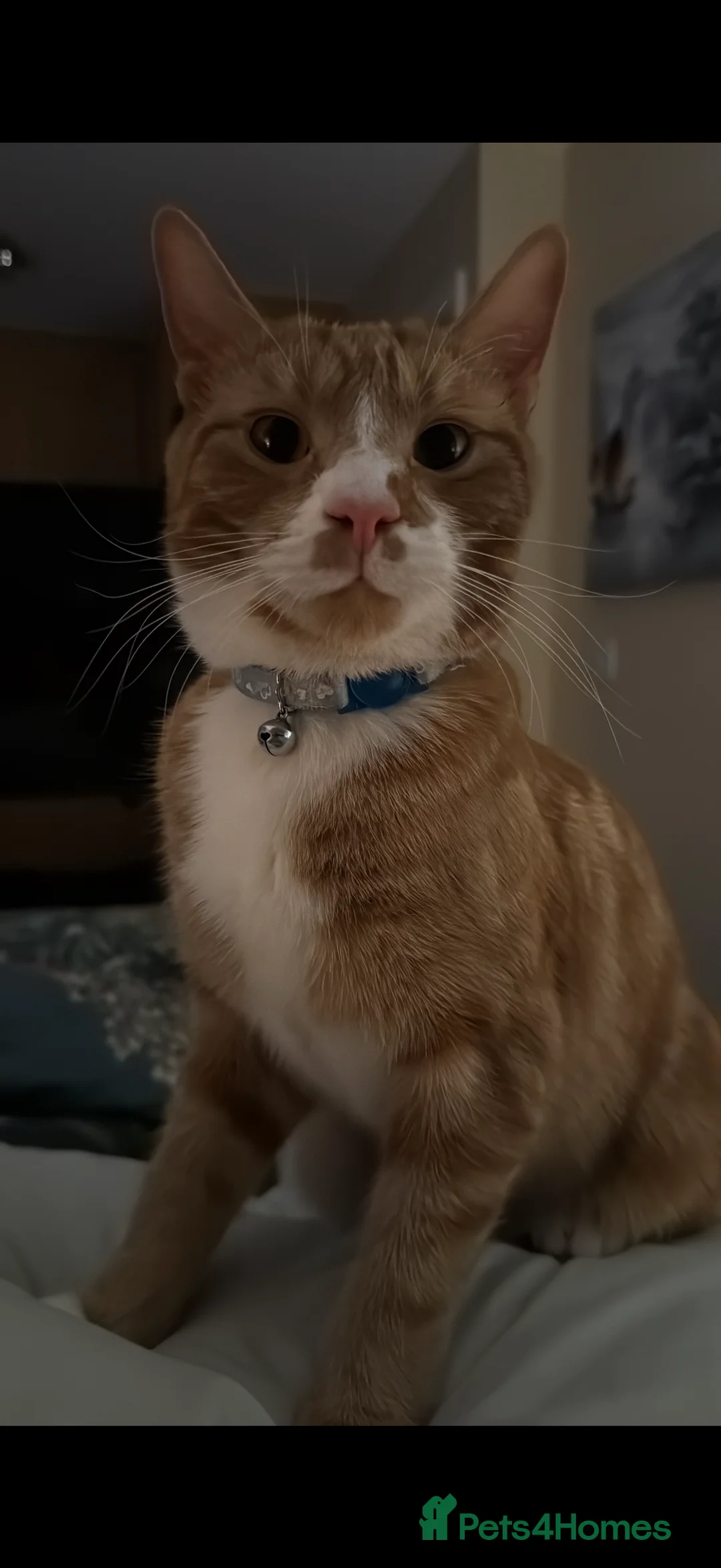 Mixed Breed cats for sale: Sadly having to rehome these 2 beautiful gingers - Advert 5