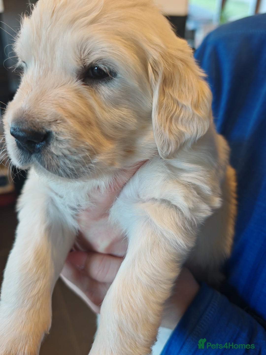 Golden Retriever dogs for sale: KCGolden Retriever pups,polish and Ukrainian lines - Advert 15