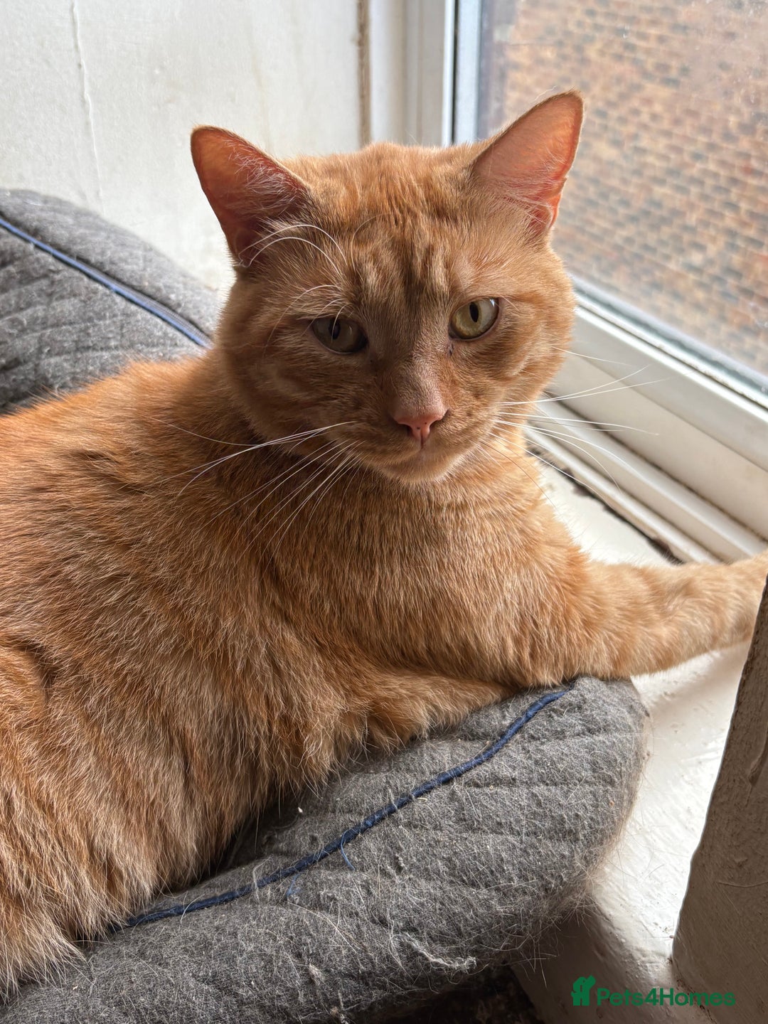 British Shorthair cats for sale: Having to downsize on cats - Image 1