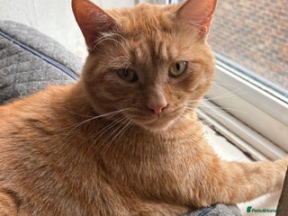 British Shorthair cats - Advert 8