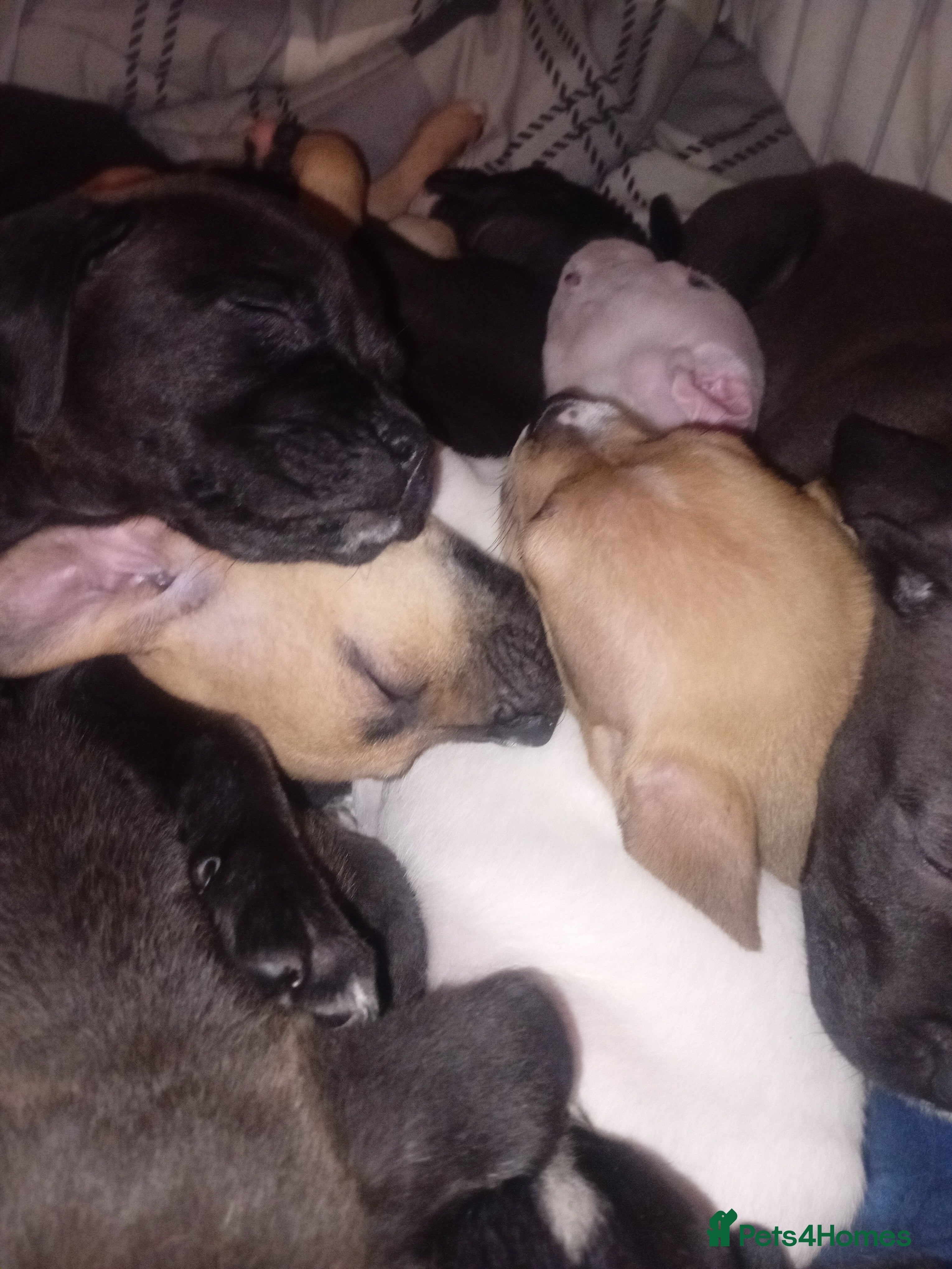 Mastiff dogs Mastiff pups - Advert 2