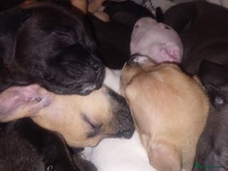 Mastiff dogs Mastiff pups - Advert 3