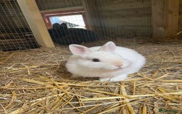 Netherland Dwarf rabbits for sale: male netherland dwarf rabbit  - Image 4