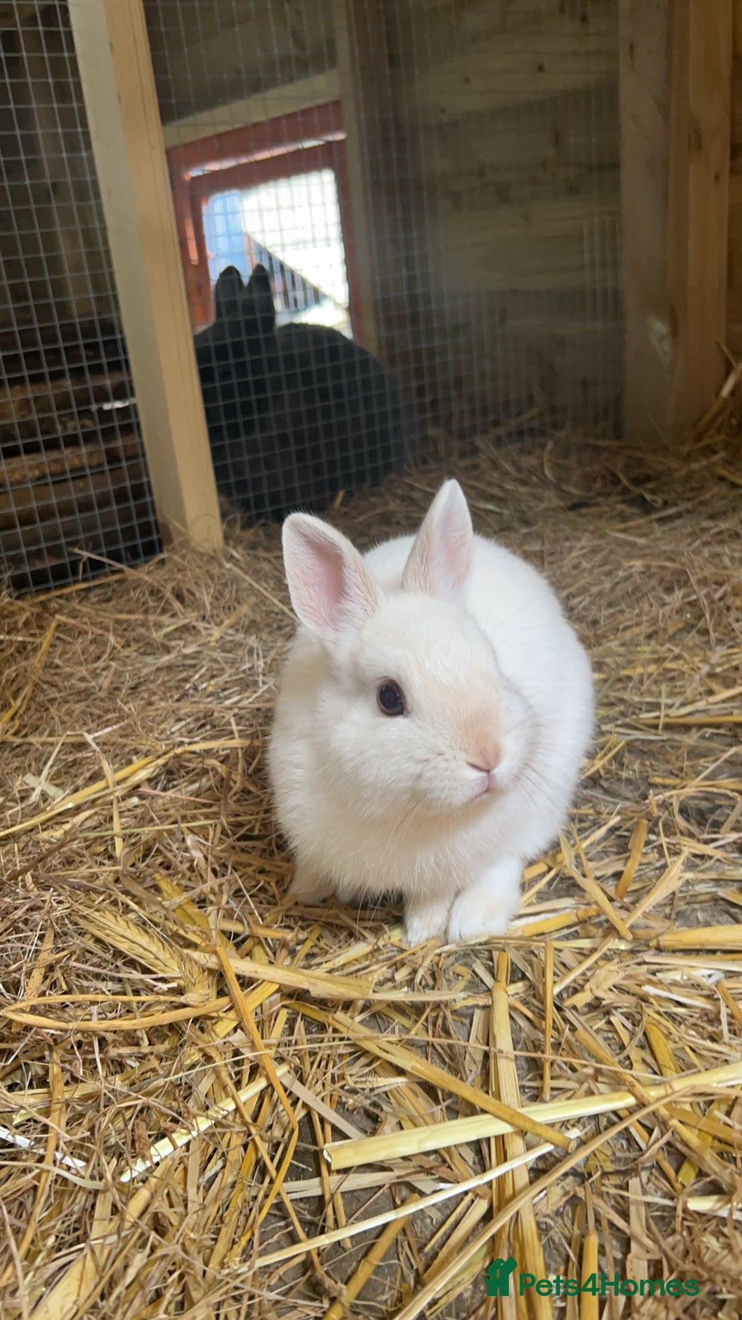 Netherland Dwarf rabbits for sale: male netherland dwarf rabbit  - Image 4