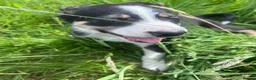 Mixed Breed dogs for sale: Beautiful tri colour border collie pups - Advert 25