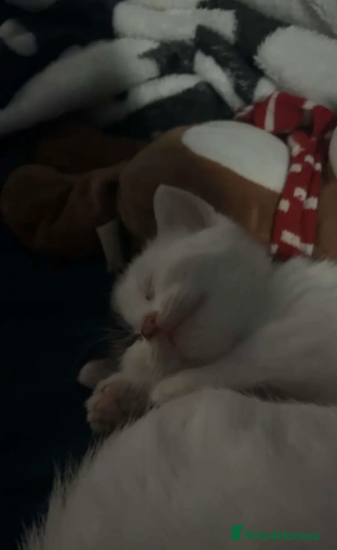 Domestic Shorthair cats for sale: Black&White kitten  - Advert 2