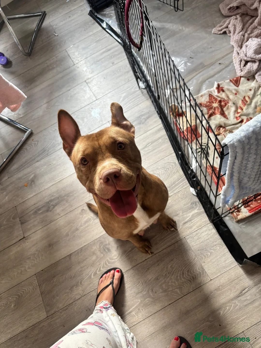 Mixed Breed dogs for sale: Staffordshire X Rottweiler  - Advert 1
