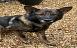 German Shepherd dogs for sale: German shepherd pups from working lines for sale - Image 1