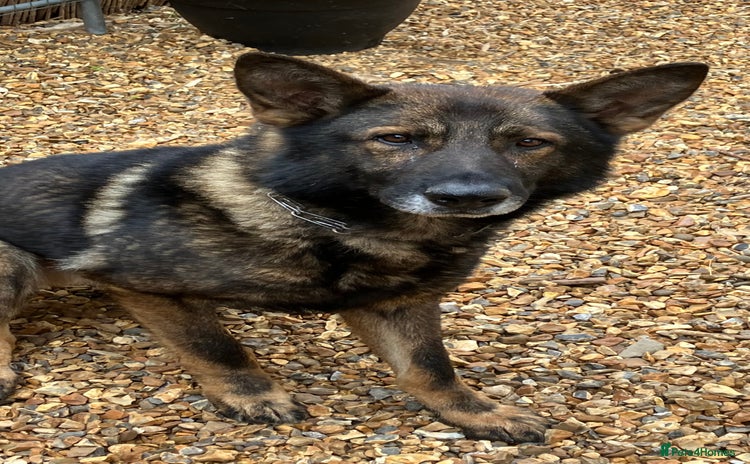 German Shepherd dogs - Advert 8