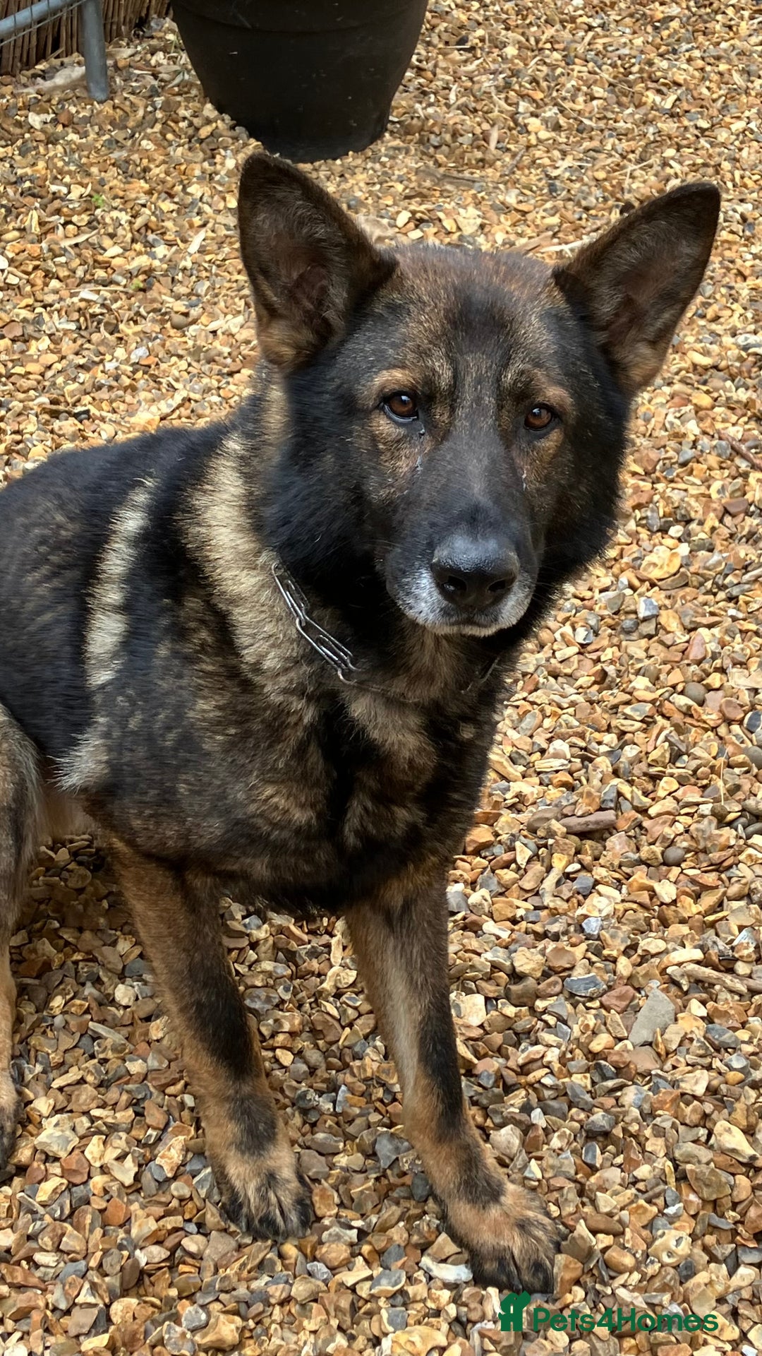 German Shepherd dogs for sale: German shepherd pups from working lines for sale - Image 1