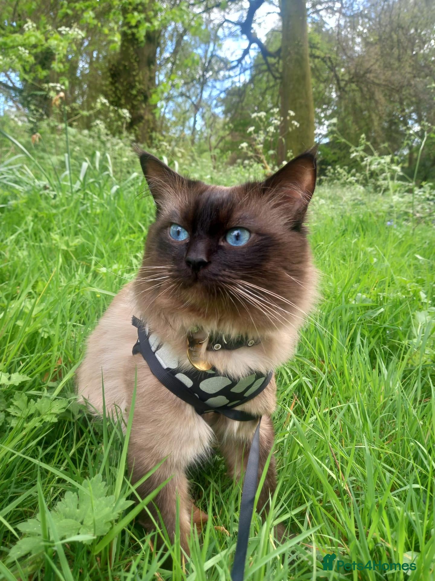 Ragdoll cats SHOW QUALITY RARE CHOCOLATE MINK DNA CLEAR - Advert 1