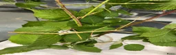 Mixed Breed invertebrates for sale: Various Invertebrates At Urban Exotics  - Advert 16