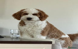 Mixed Breed dogs for sale: Gentle Giant Bernedoodles - Image 2