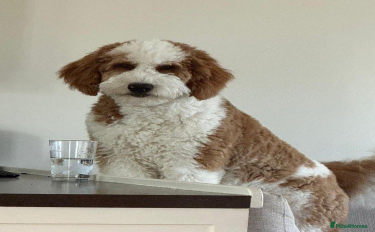 Bernedoodle dogs - Advert 5