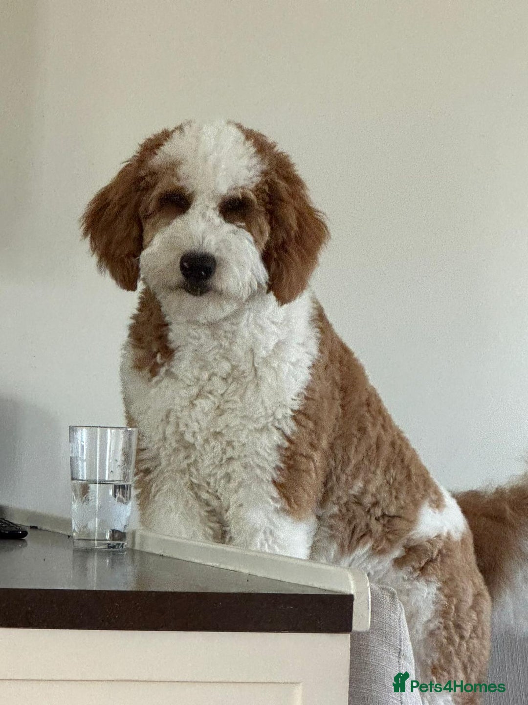 Mixed Breed dogs for sale: Gentle Giant Bernedoodles - Image 2