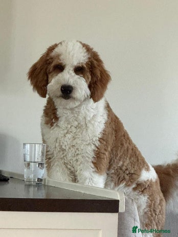 Bernedoodle dogs - Advert 5