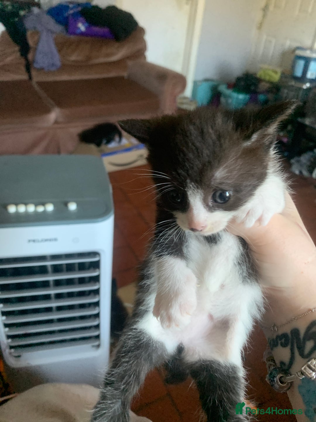 British Shorthair cats for sale: Panda and beautiful boy - Image 1
