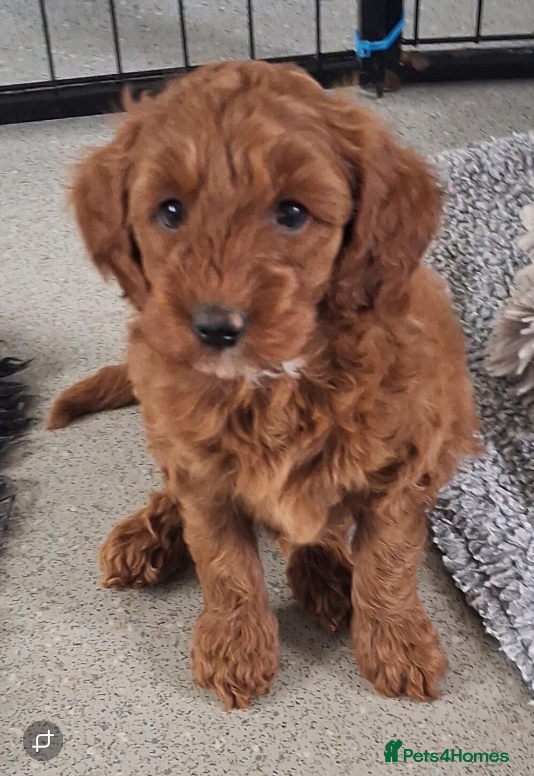 Labradoodle dogs F1B Miniature Labradoodle pups - Advert 6