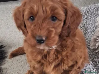 Labradoodle dogs F1B Miniature Labradoodle pups - Advert 6