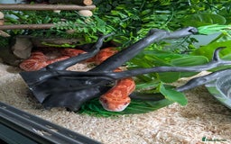 Corn Snake reptiles for sale: One last corn snake hatchling - Image 3