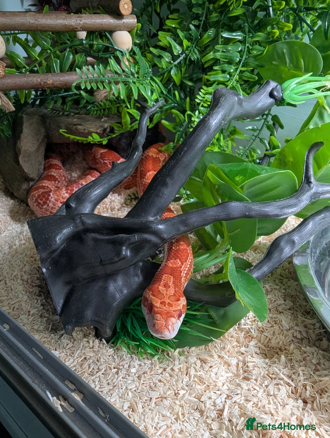 Corn Snake reptiles for sale: One last corn snake hatchling - Image 3