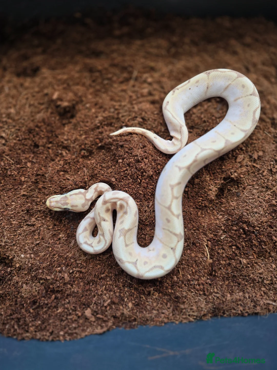 Python Snake reptiles for sale: Royal python morphs for sale in Dudley - Advert 11