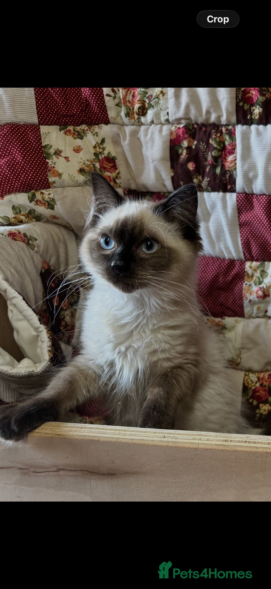 Ragdoll cats Gorgeous ragdoll boys  - Advert 2