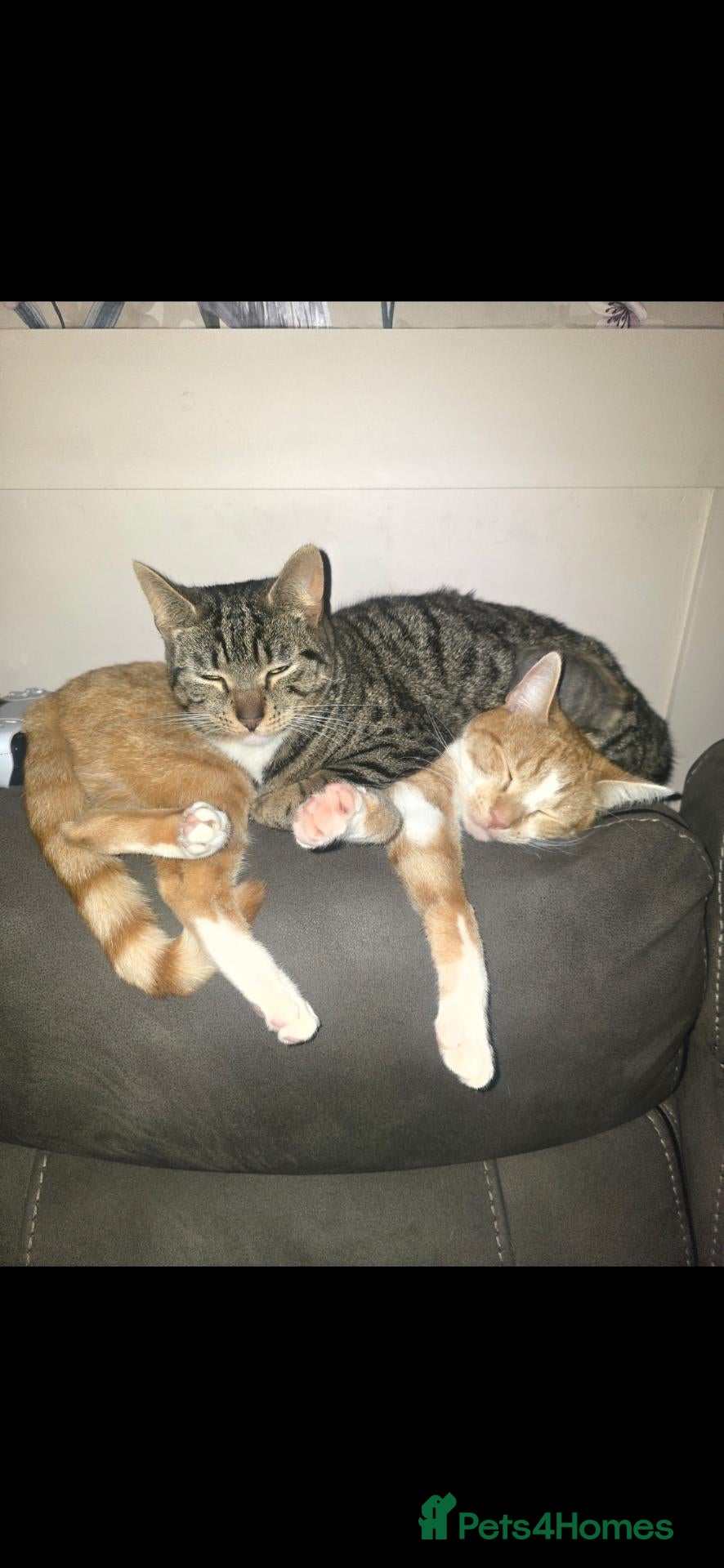 Mixed Breed cats 2 female sister cats - Advert 1