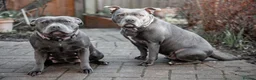 Staffordshire Bull Terrier dogs for sale: KC Registered Blue Staffy Puppies - Advert 11