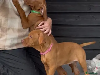 Hungarian Vizsla dogs Gorgeous Hungarian Vizsla puppies - Advert 5