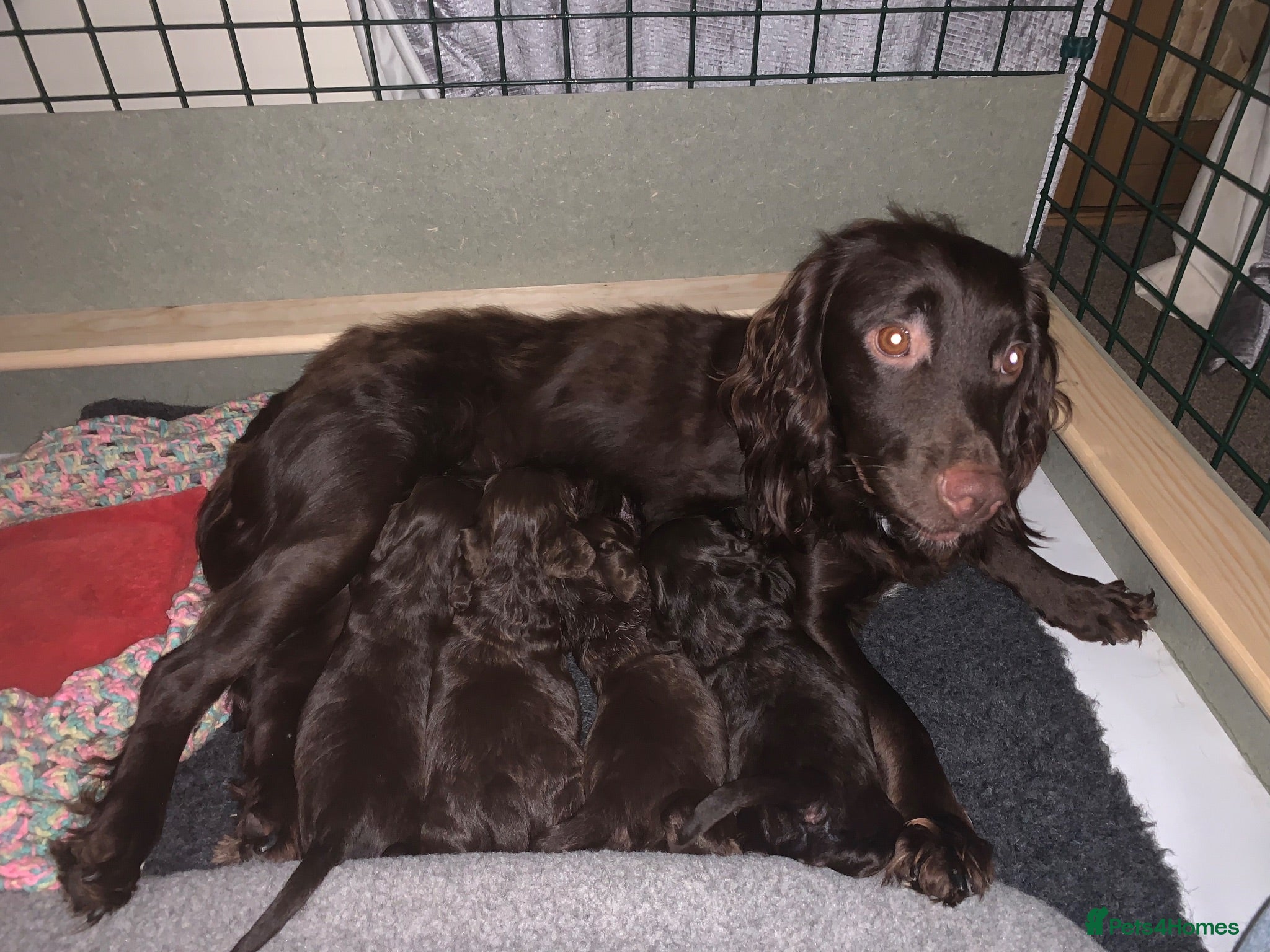 Cocker Spaniel dogs Working cocker spaniel Puppy’s  - Advert 1