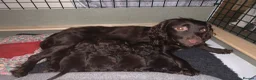 Cocker Spaniel dogs for sale: Working cocker spaniel Puppy’s  - Advert 1
