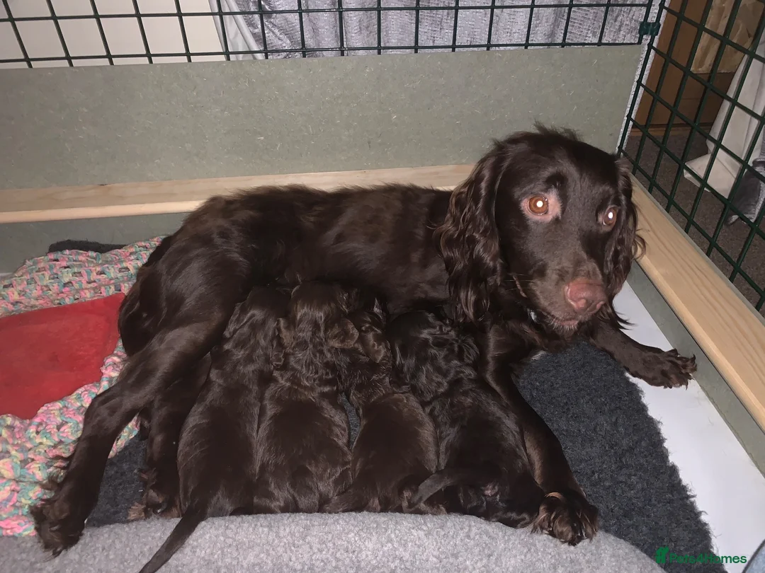 Cocker Spaniel dogs for sale: Working cocker spaniel Puppy’s  - Advert 1