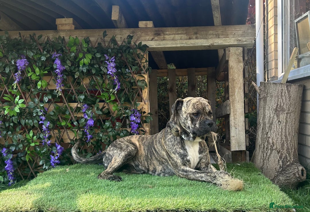 Mastiff dogs for stud: Mastiff for stud  - Image 4