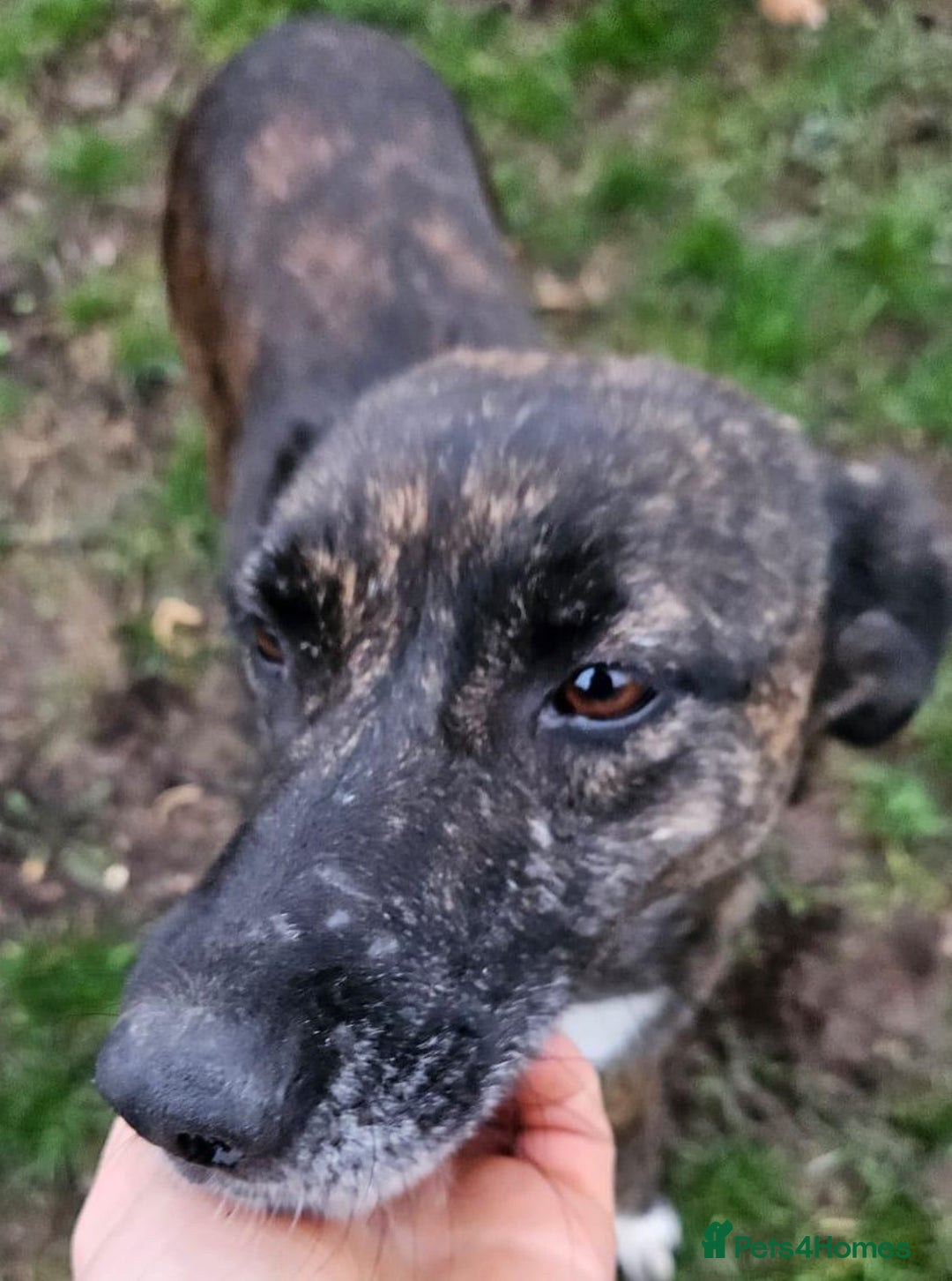 Mixed Breed dogs for adoption: LOLA – Gentle Soul, Bright Eyes & Pure Devotion🤍 - Advert 2