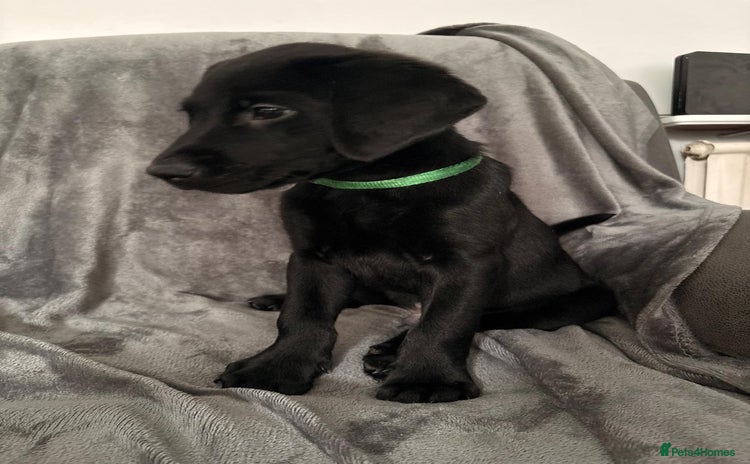 Labrador Retriever dogs - Advert 4