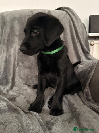 Labrador Retriever dogs - Advert 8