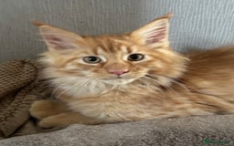 Maine Coon cats for sale: Ready now Maine Coon large Boys GCCF - Image 20