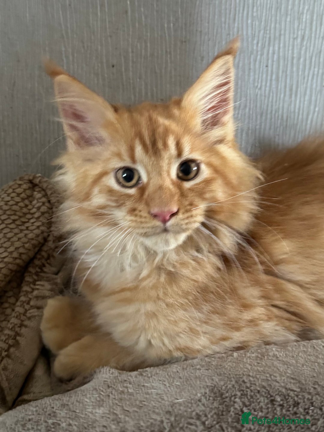 Maine Coon cats for sale: Ready now Maine Coon large Boys GCCF - Image 20