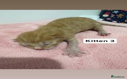 Mixed Breed cats for sale: 3 beautiful cross Maine coon kittens  - Image 6