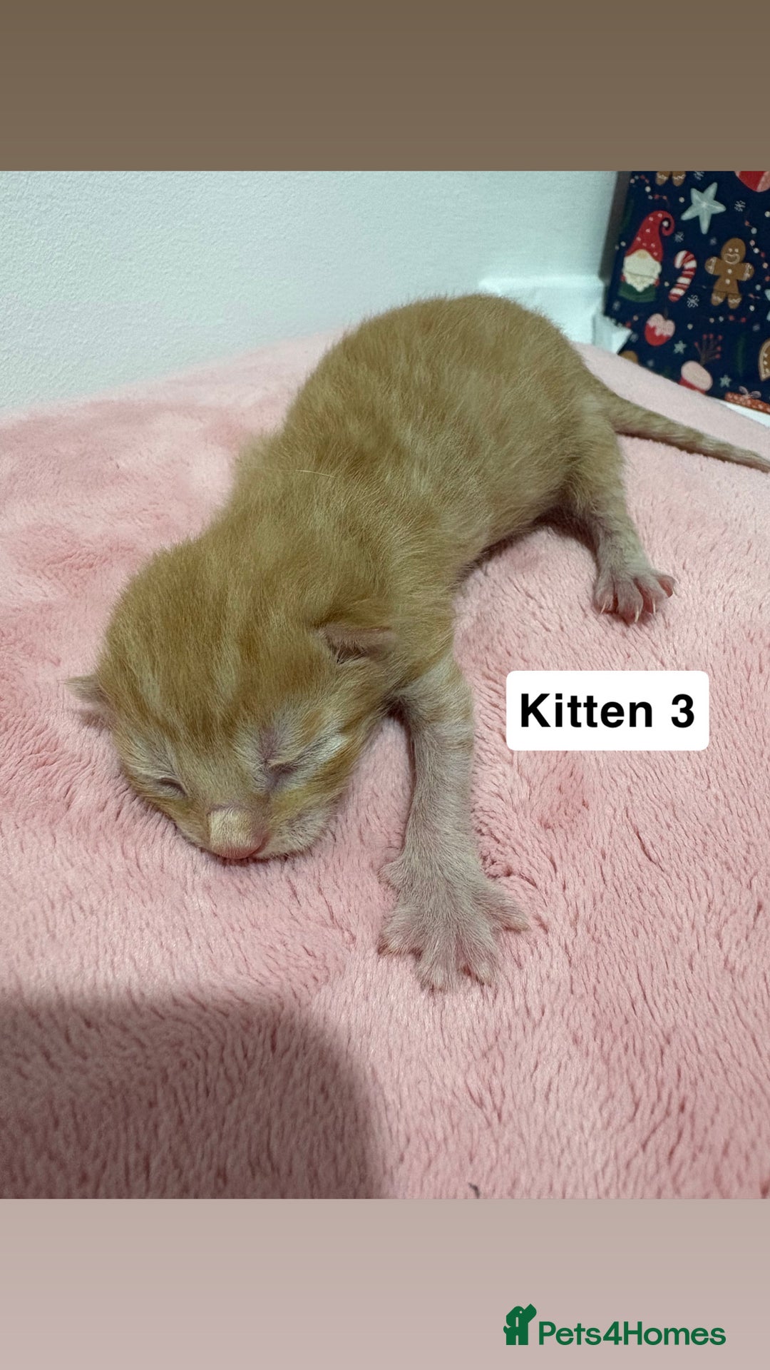 Mixed Breed cats for sale: 3 beautiful cross Maine coon kittens  - Image 6