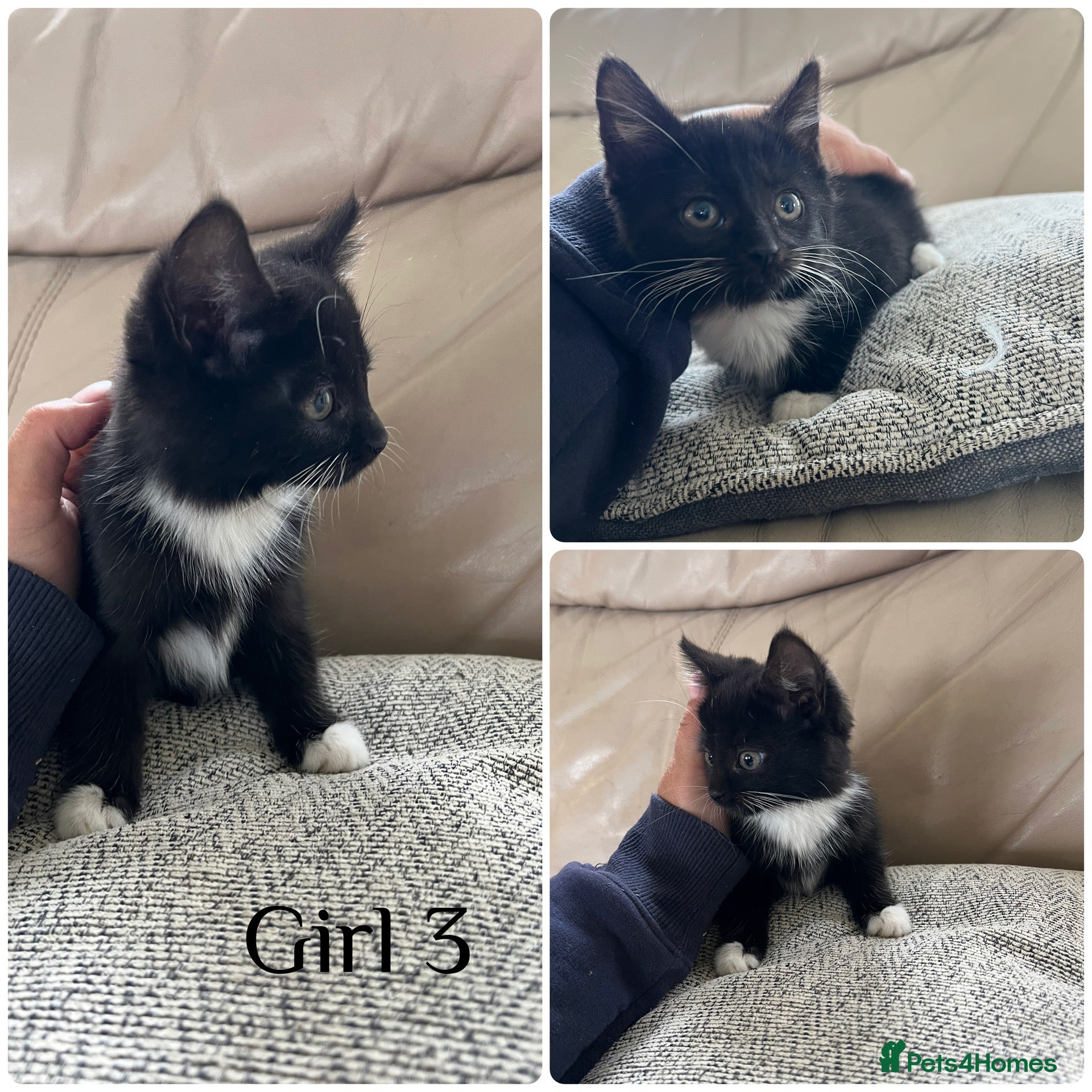 Mixed Breed cats for sale: Gorgeous kittens for sale - Advert 22