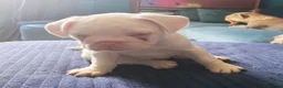 French Bulldog dogs for sale: Stunning French Bulldog puppies full pink husky in Spalding - Advert 2