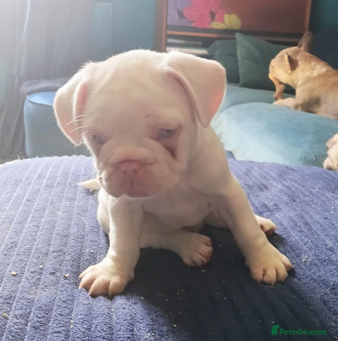 French Bulldog dogs for sale: Stunning French Bulldog puppies full pink husky in Spalding - Advert 2
