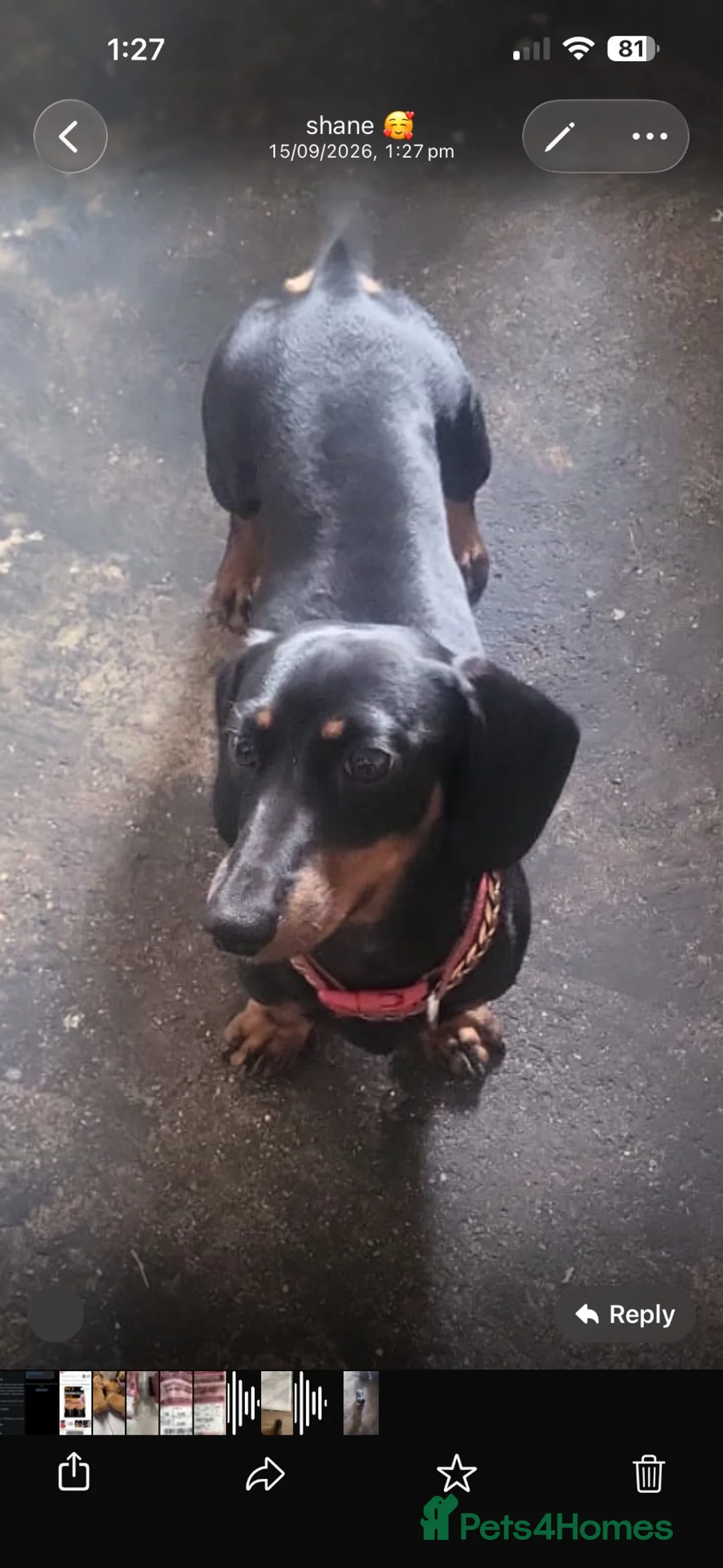 Miniature Dachshund dogs for sale: Miniature Dashounds  - Advert 2