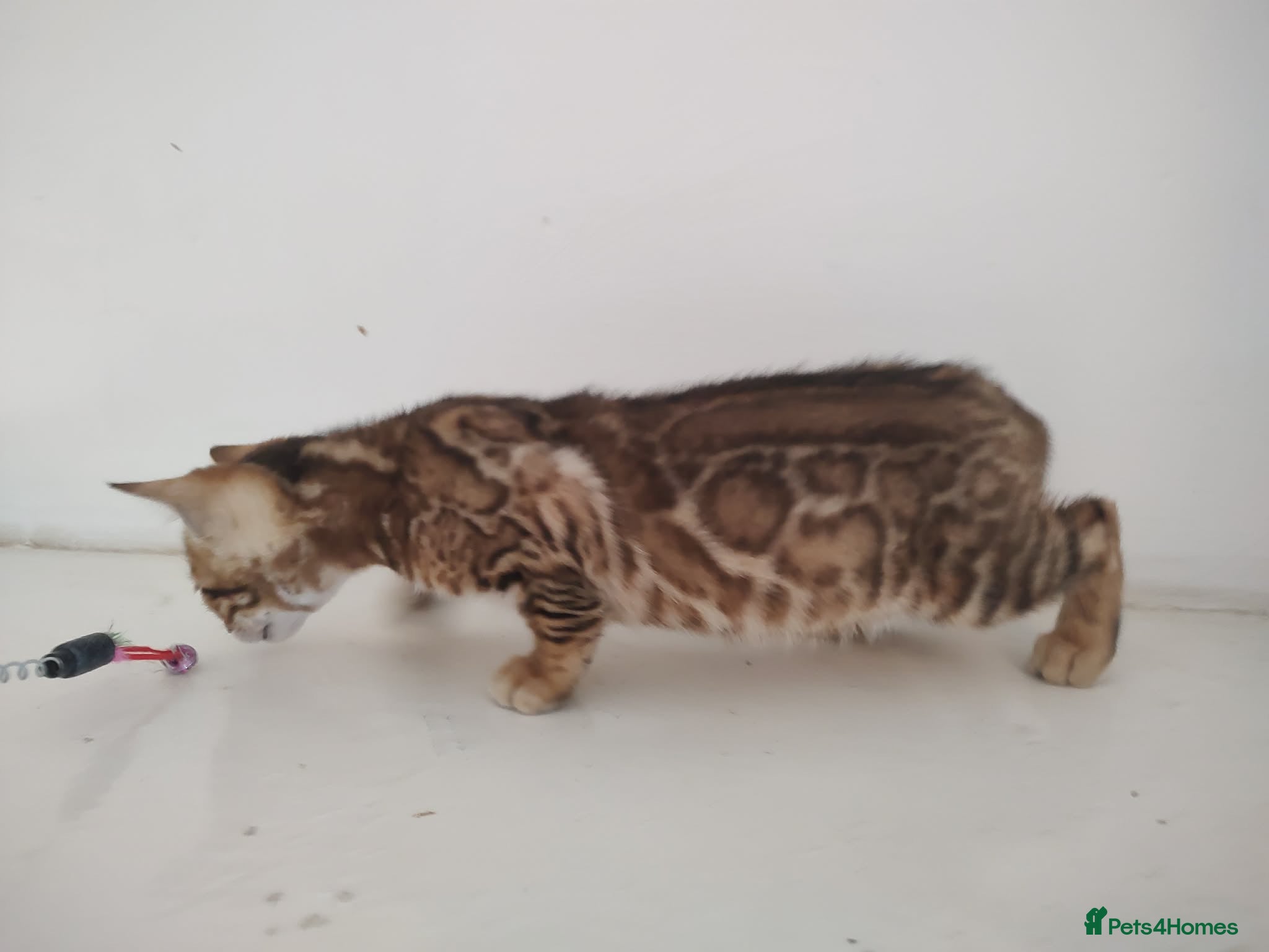 Bengal cats Bengal kittens - Advert 10